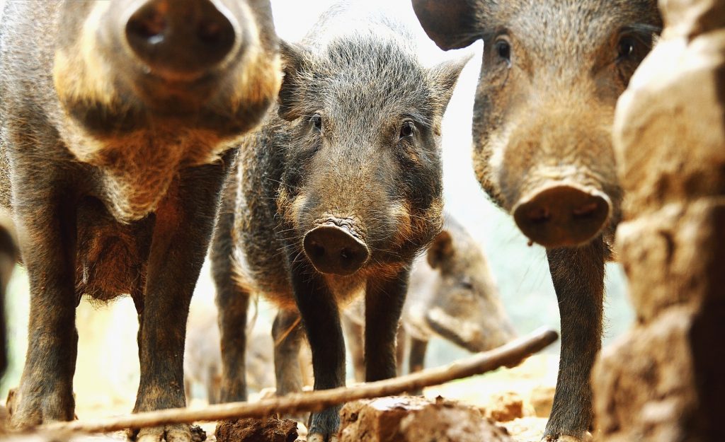 Cơ hội kinh doanh từ việc nuôi lợn rừng.