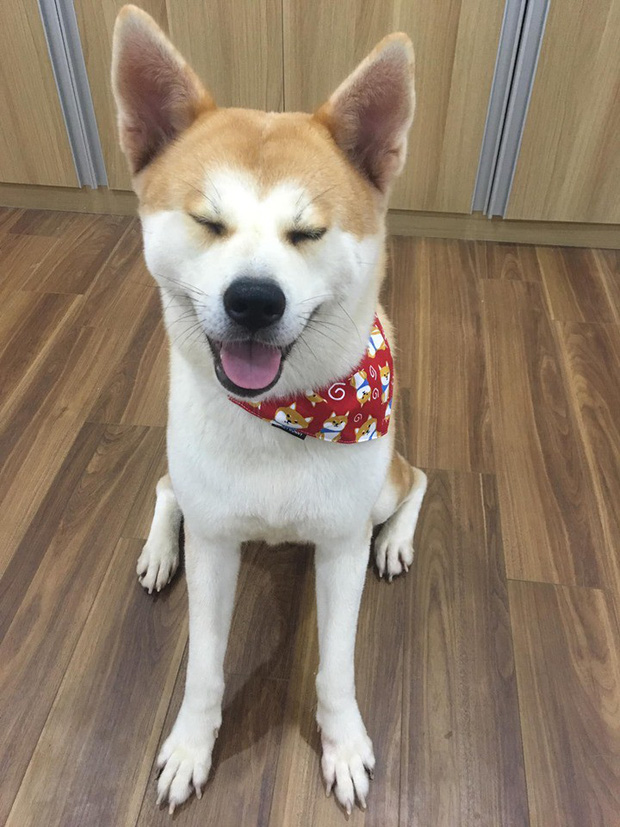 Chú chó Akita của Nhật này có vẻ ngoài cực kỳ đáng yêu. (Nguồn: Momo Inu)